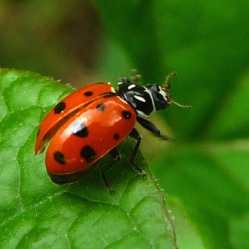 ladybug